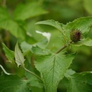 Costus Indien – Racine Naturelle en Poudre – Santé & Bien-être – 100 g – Image 3
